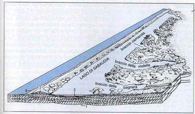 Figura 4 Lago Sabaudia (da Guida geologica, Regione Lazio) 1- depositi sabbiosi; 2- cordone di sabbia duna recente; 3- depositi limo-sabbiosi lacustri attuali; 4- spiaggia attule