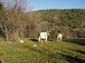 Monte Sterparo 0007