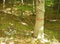 Monte Autore 00005