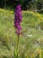 Monte Autore 00014