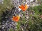 Monte Velino 0067
