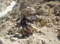Corno Grande 0068