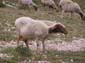 Corno Grande 0038