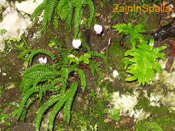 monte Serrapopolo 0001