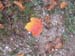 Monte Cotento 0037