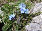 Monte Obachelle 0126