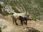 Monte Velino-Cafornia 0055