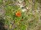 Monte Cornacchia 0017