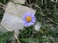 Monte Vettore 0043