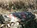 Monte Sirente08 0002