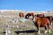 Monte Sirente08 0029