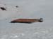 2009-04-05 Murolungo 0131