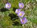 2009-04-05 Murolungo 0244