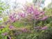 2009-04-18 Monte Sterparo 0060