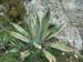 2009-04-18 Monte Sterparo 0082