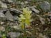 2009-04-18 Monte Sterparo 0129