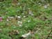 2009-04-18 Monte Sterparo 0136