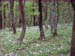 2009-04-18 Monte Sterparo 0165
