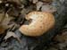 2009-04-18 Monte Sterparo 0182
