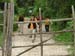 2009-04-18 Monte Sterparo 0241