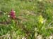 2009-04-16 17 Anello Monte Velino 0022