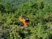 2009-06-13 Monte Velino 073