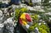 2009-06-13 Monte Velino 385