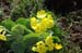 2009-06-13 Monte Velino 395