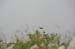 2009-06-13 Monte Velino 736