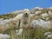 2009-09-19 A Ovest del GranSasso 0059