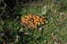 2010-10-30 Pisoniano-Mentorella 0105