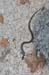 2010-10-30 Pisoniano-Mentorella 0443
