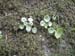 2011-03-12 Monterano 0433