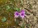 2011-03-12 Monterano 0502