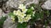2011-03-12 Monterano 0504