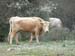 2011-03-12 Monterano 0637