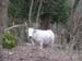 2011-03-12 Monterano 0783