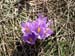 2011-04-02 Monte Rotondo (Majella) 0572