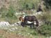 2011-04-10 Monte Semprevisa 0511