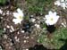 2011-05-28.29 Morrone,Cima ZiS,Murolungo  0522