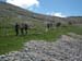 2011-05-28.29 Morrone,Cima ZiS,Murolungo  0685