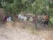 2011-09-03 Monte Circeo 0283