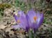 2012-03-10 Monte Serrapopolo 0376