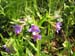 2012-04-15 Pian La Conserva 0032