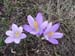 2012-06-02 Monte Gorzano 0546