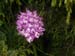 2012-06-02 Monte Gorzano 1123