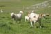 2012-06-24 Serra Dolcedorme 0346