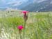 2012-06-26 Monte Pollino 0184