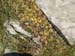 2012-06-26 Monte Pollino 0227