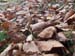 2012-10-14 Monte Tarino 0164